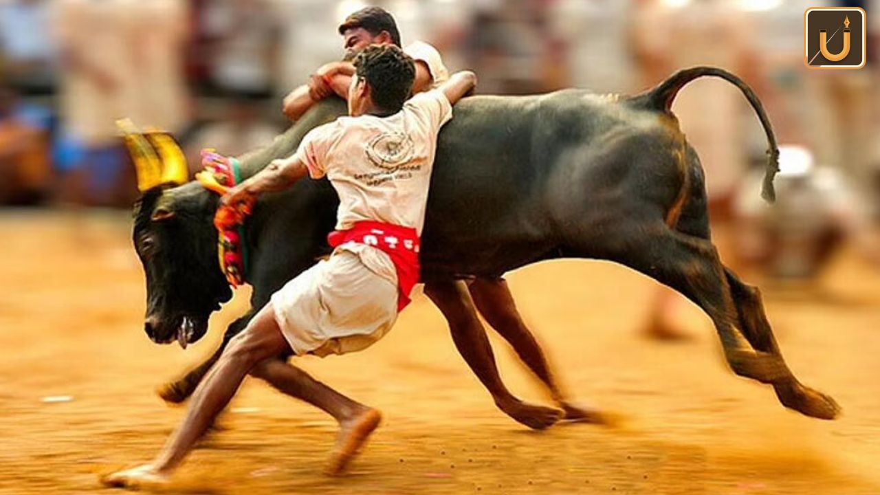 Usthadian Academy / Bull-Taming Festival ‘Jallikattu’ Starts In Tamil Nadu | 18 jan 2024 Usthadian Academy / Bull-Taming Festival ‘Jallikattu’ Starts In Tamil Nadu